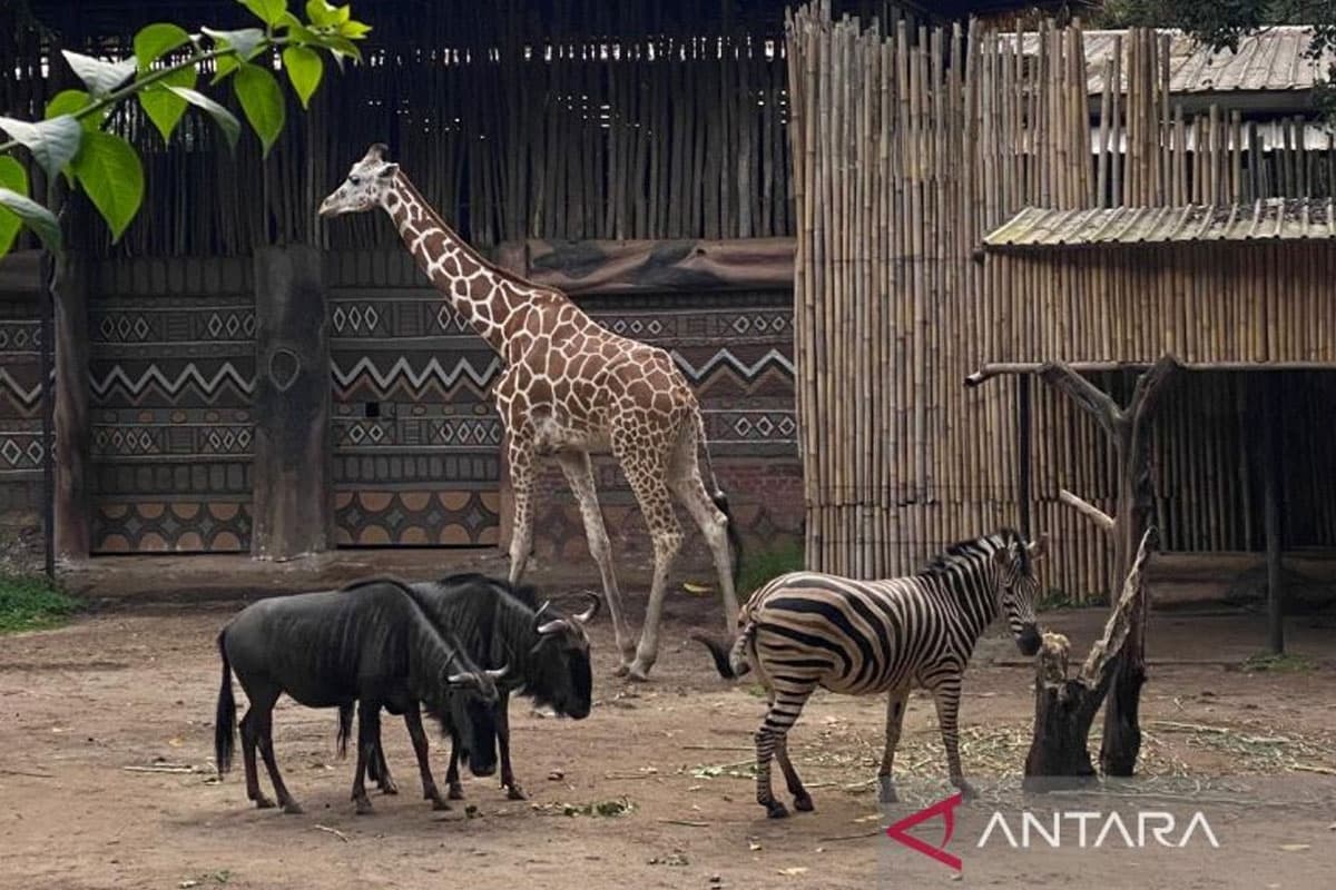 Izin Dicabut, Yayasan Margasatwa Tamansari Mundur dari Bandung Zoo