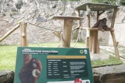 Bandung Zoo Ditargetkan Buka dalam Setahun, Farhan: Dua Izin Ini yang Lama